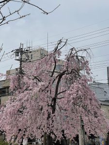 枝垂れ桜